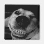 "Eddie" Magnet