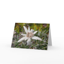 Edel Weiss cards by jeffmeyers Edel Weiss cards