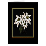 Edelweiss Flowers cards