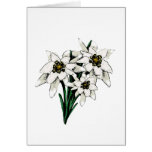 Edelweiss Flowers Card