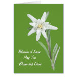 Edelweiss Greeting Card