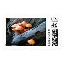 EDEN FUNGUS postage by wendybandurskimiller EDEN FUNGUS postage