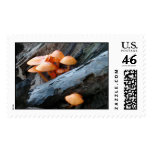 EDEN FUNGUS postage