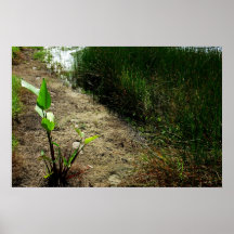 Edge of pond reed and single plant posters
