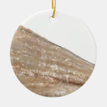 Edge of Seashell. Close Up Picture. Christmas Tree Ornament