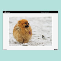 Edgrrrr #3 - Pomeranian skins