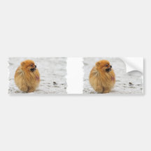 Edgrrrr #3 - Pomeranian Bumper Sticker