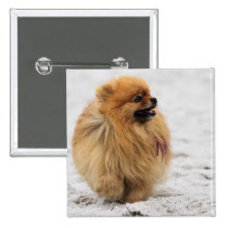 Edgrrrr #3 - Pomeranian buttons