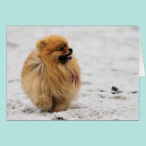 Edgrrrr #3 - Pomeranian cards