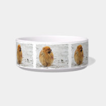 Edgrrrr #3 - Pomeranian pet bowls