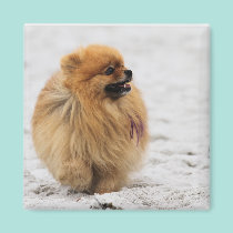 Edgrrrr #3 - Pomeranian magnets