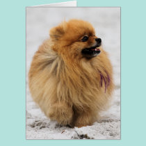 Edgrrrr #3 - Pomeranian cards