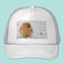 Edgrrrr #3 - Pomeranian hats