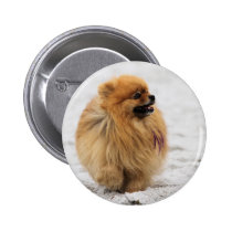 Edgrrrr #3 - Pomeranian buttons