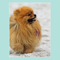 Edgrrrr #3 - Pomeranian postcards
