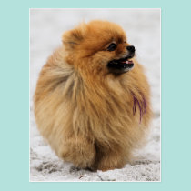 Edgrrrr #3 - Pomeranian postcards