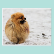 Edgrrrr #3 - Pomeranian postcards