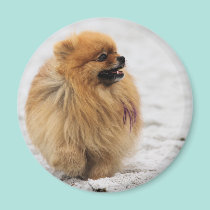 Edgrrrr #3 - Pomeranian magnets