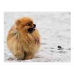 Edgrrrr #3 - Pomeranian Tarjeta Postal