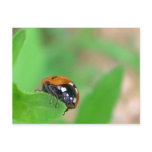 Edgy - Ladybug on leaf edge Postcards