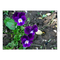 Edible Flowers cards