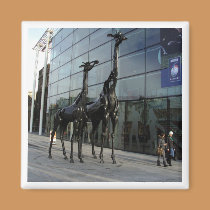 Edinburgh Giraffes Square Magnet magnets