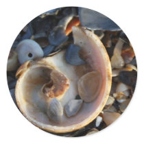 Edisto Beach Shells stickers