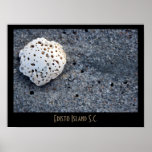 Edisto Island Shell posters