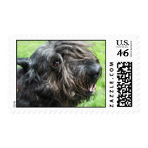 Edith the Bouvier des Flandres Stamps