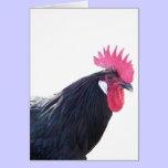 Eduardo the Andalusian Rooster cards