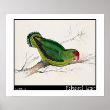 Edward Lear's Abyssinian Parakeet Posters