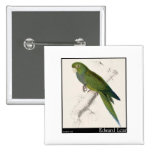 Edward Lear's Dwarf Parakeet-Macaw Button