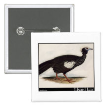 Edward Lear's Piping Guan