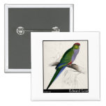 Edward Lear's Red-Capped Parakeet Female Pinback Button