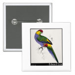 Edward Lear's Red-Capped Parakeet Male Button