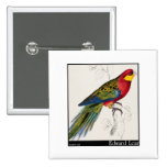 Edward Lear's Stanley Parakeet Adult Pin