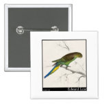 Edward Lear's Undulated Parakeet Pins