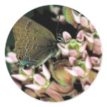Edward's Hairstreak butterfly Round Stickers