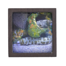 Eel in Waiting Premium Trinket Box
