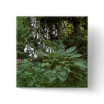 EelKat's Giant 100 Year Old Hosta Pinback Buttons