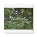 EelKat's Giant 100 Year Old Hosta Refrigerator Magnet
