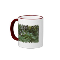 EelKat's Giant 100 Year Old Hosta mugs