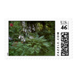 EelKat's Giant 100 Year Old Hosta Stamps