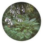 EelKat's Giant 100 Year Old Hosta EelKat's Giant 100 Year Old Hosta