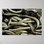 Eels, Andalusia, southern Spain Print