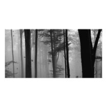 EERIE FOREST TREES LEAVES B&W photo cards by VoXeeD EERIE FOREST TREES LEAVES B&W photo cards