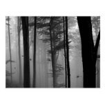 EERIE FOREST TREES LEAVES B&W POST CARD