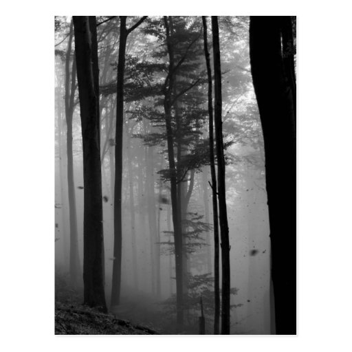 EERIE FOREST TREES LEAVES B&W POST CARDS