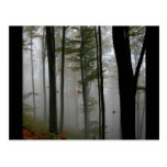 EERIE FOREST TREES LEAVES FULL FALL COLORS POSTCARD
