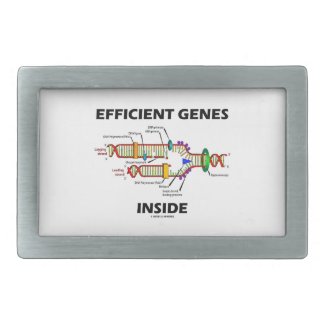 Efficient Genes Inside (DNA Replication) Belt Buckles